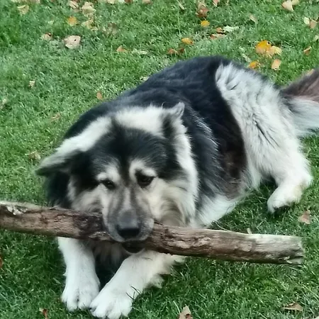 Maison d'hôtes Noclegi, Goscinne, Wyzywienie, Catering, Agro Ela *