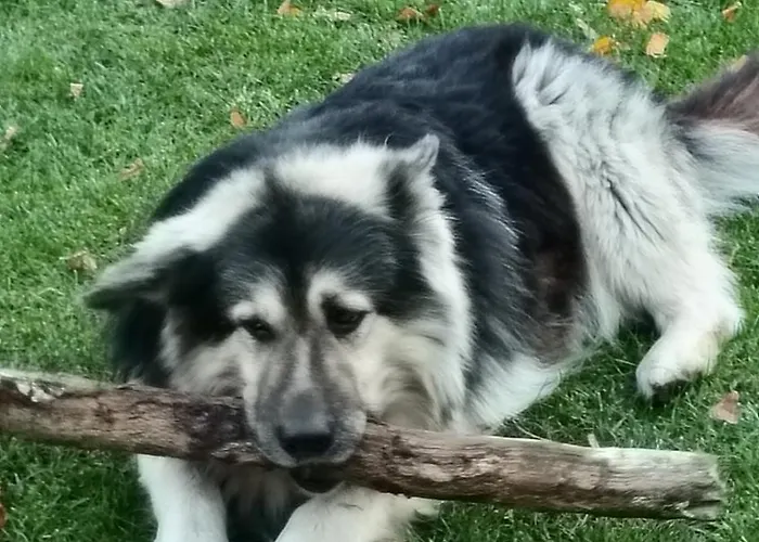 Guest house Noclegi, Goscinne, Wyzywienie, Catering, Agro Ela *